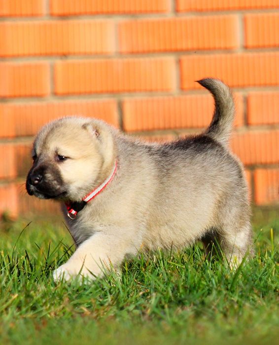 Дівчатка  -  кавказюлі.