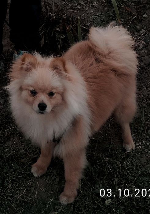 Померанський шпіц