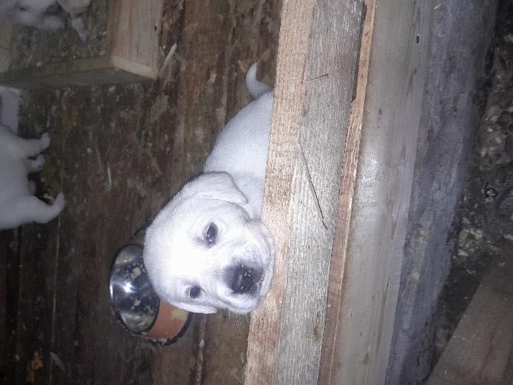 щенята лабрадора