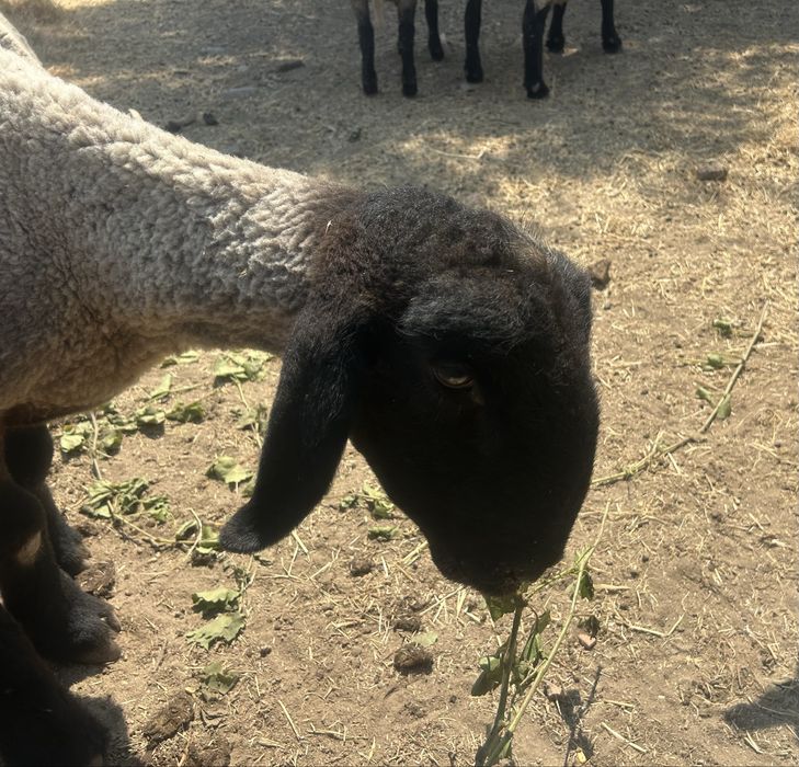 Borrego Suffolk Linha Inglesa Puro!