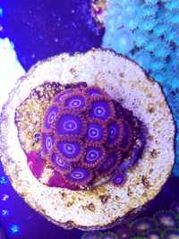Zoanthus red hornet koralowiec morskie