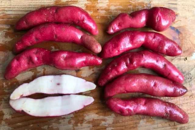 Batata BANANA MIX, deliciosas para semear ou pra comêr.