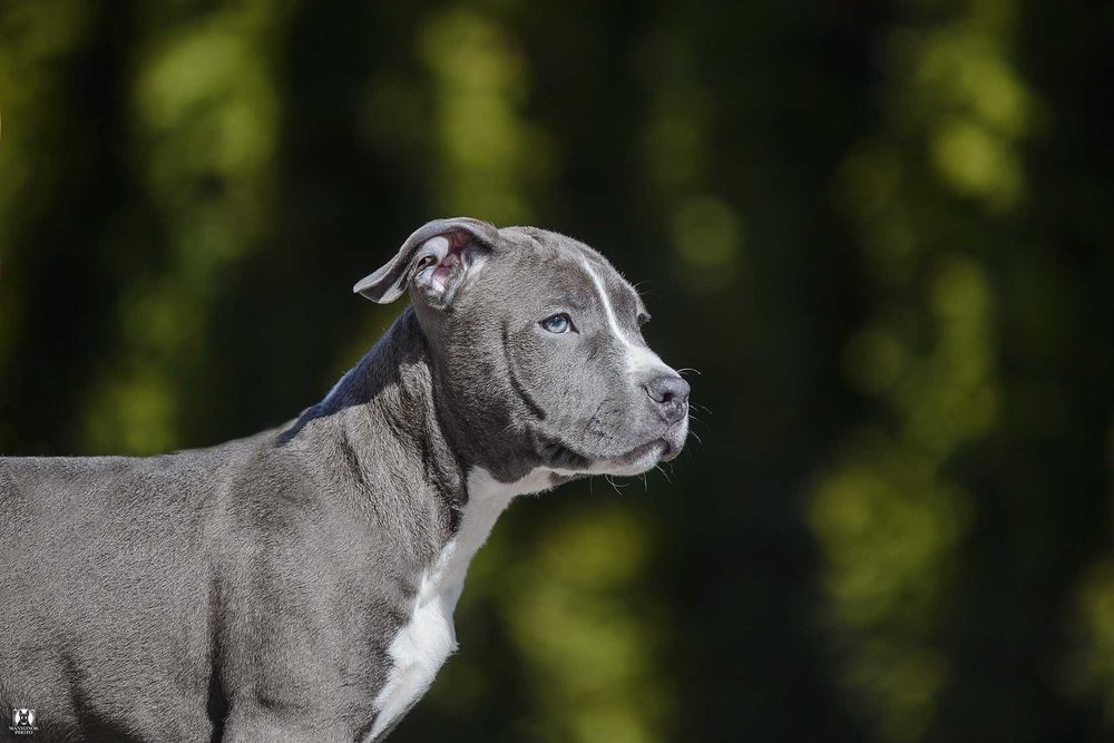 Паливо-блакитна та блакитна дівчинки амстафф стафф стаффорд