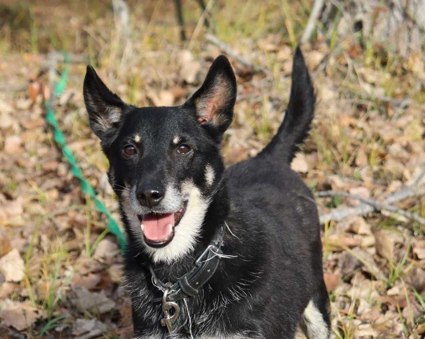 energiczny, wesoły, przyjazny piesek czeka na dom