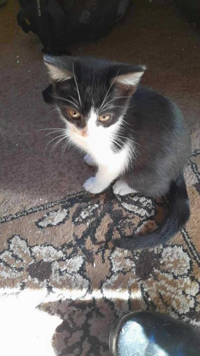 Małe koty do adopcji