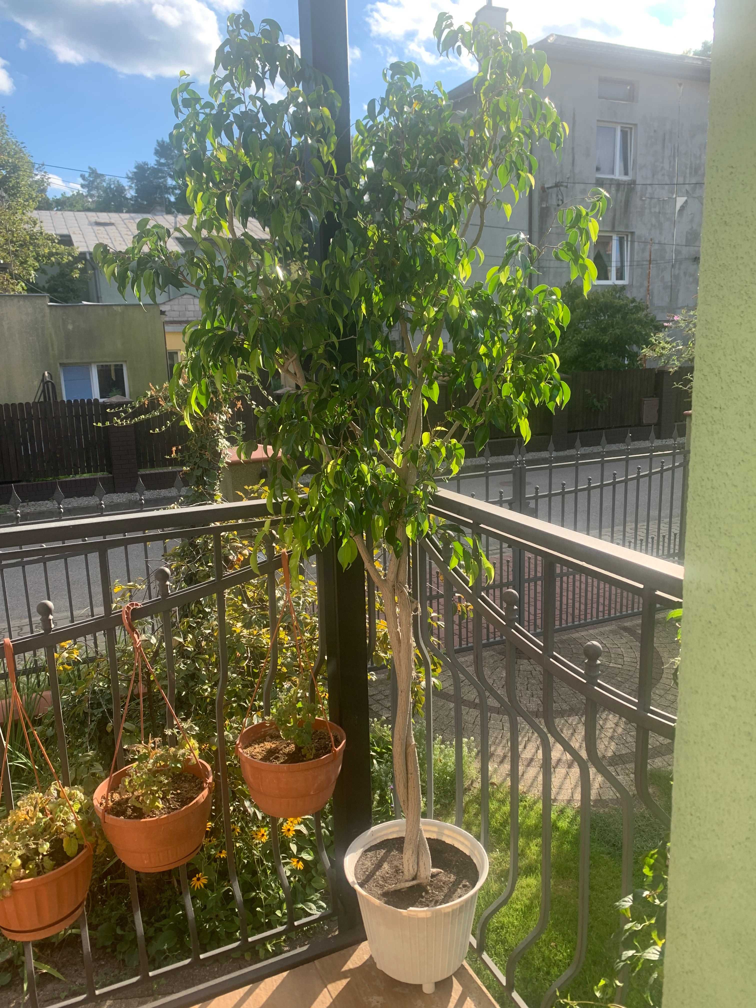 Wysoki kilkudziesięcioletni fikus ficus figowiec Benjamina