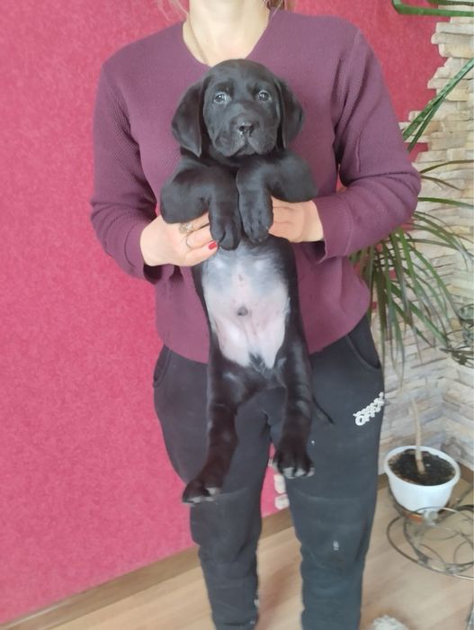 Продам цуценят Лабрадорів