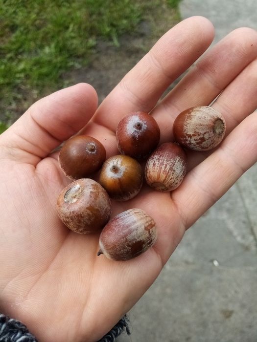 Продам жолуді (перебрані)