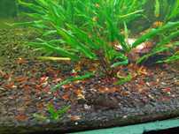 Krewetki red cherry