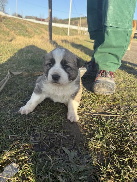 Цуценята алабая\середньоазіатська вівчарка