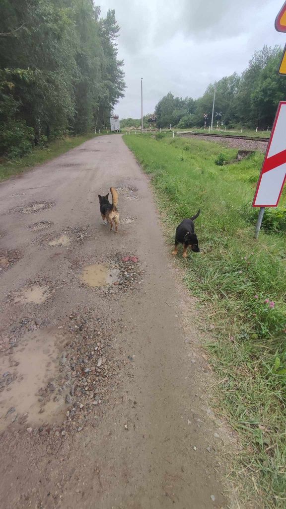 Zaginął piesek w Nowej Dębie