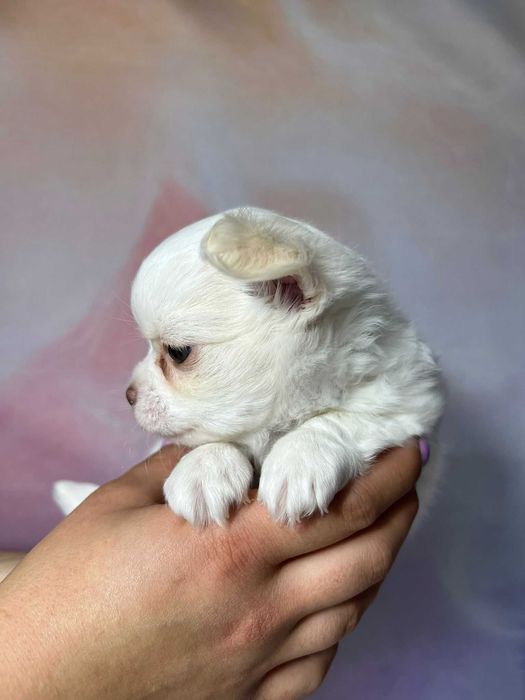 Chilli biała suczka długowłosa Chihuahua szczeniak