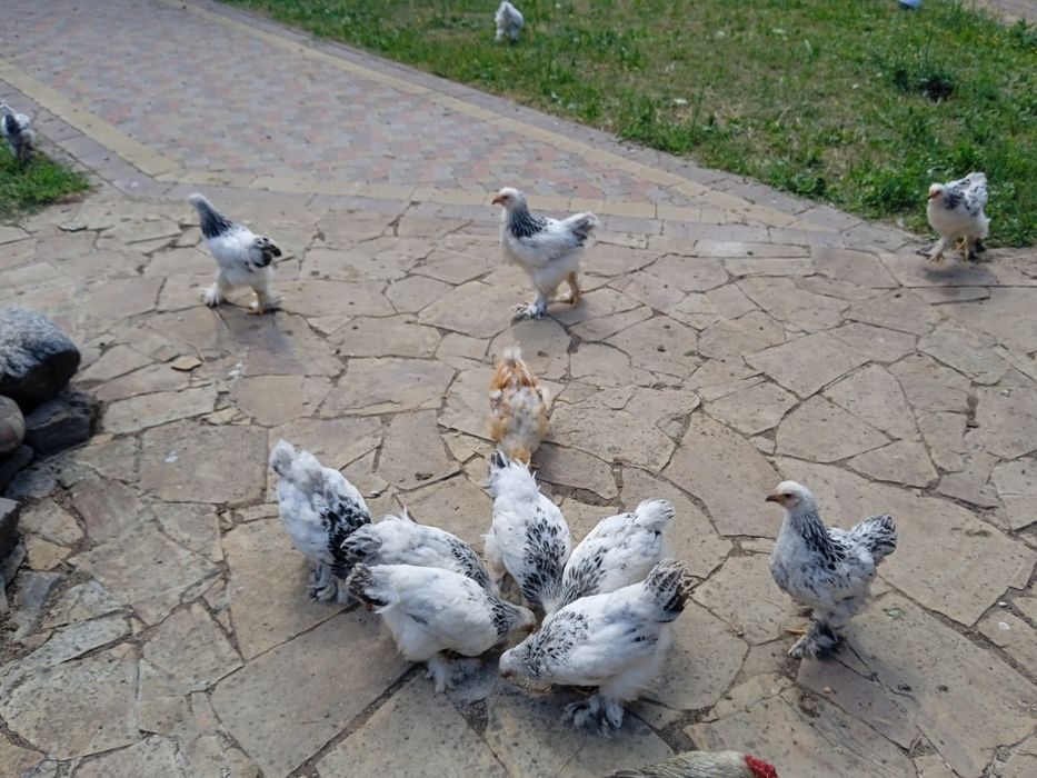 Продам курчата світлої Брами