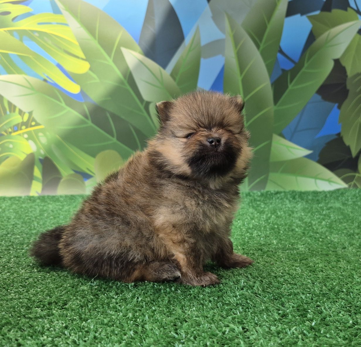 pomeranian szpic miniaturowy chłopiec dostępny do rezerwacji