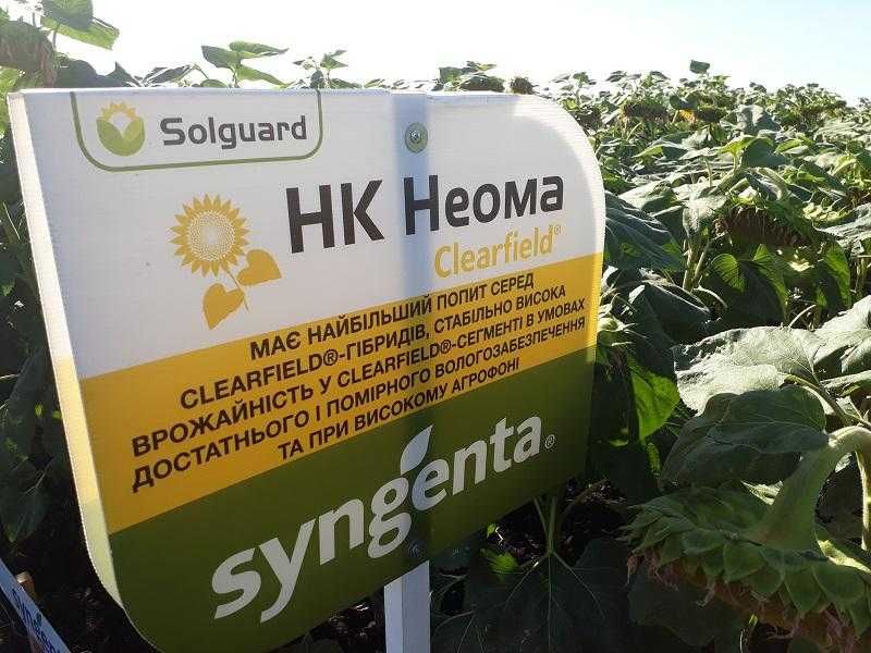 Насіння соняшнику Неома під євролайтинг вибір найменувань