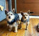 Yorki do adopcji. Mikro pieski. Za darmo. Smyk i Mini