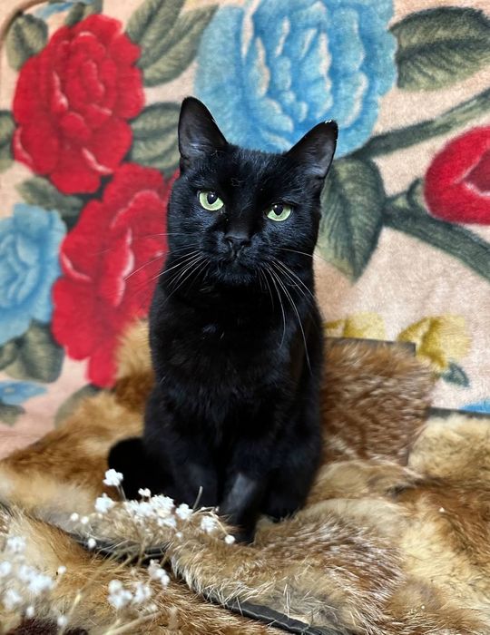 Молодая чёрная кошка