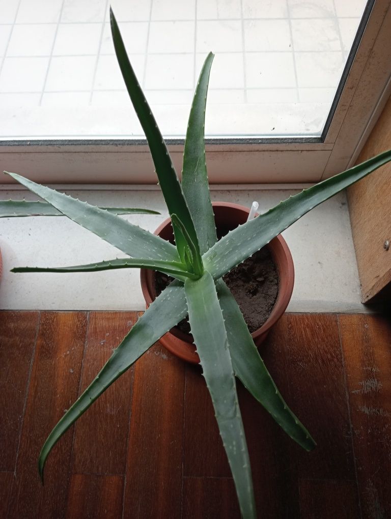 Mudas Aloe Vera Barbadensis Mill (sem estufa) / Adubo natural/ Babosa