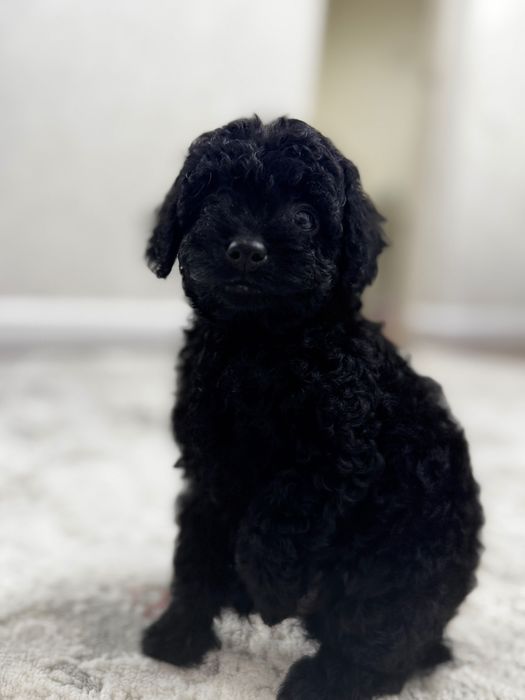 Цуценята Той пудель