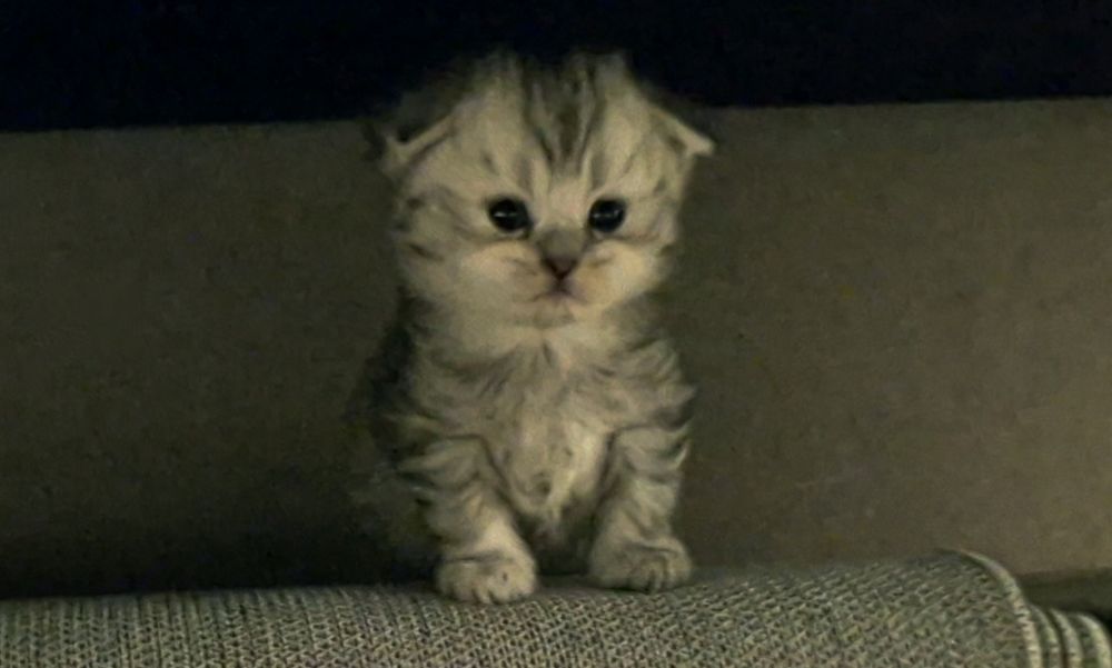 Шотландские котята, прямоухие и вислоухие мальчик и 3 девочки