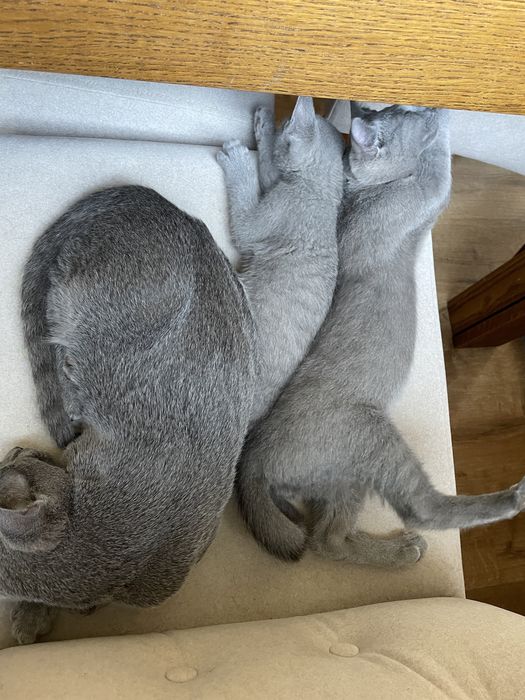 Koty, kocięta, koteczki Rosyjskie Niebieskie z rodowodem WCF