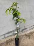 Plantas de mangas