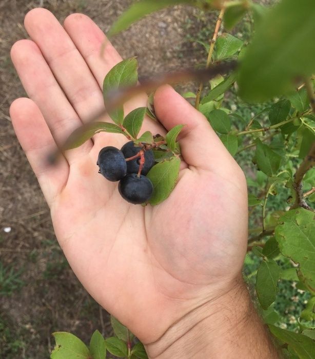 Большие кусты голубики с ягодами. Разные сорта. Киев