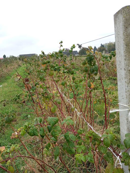 Sadzonki malin, jeżyn bezkolcowe ( Glen Ample, Polar, Navaho)