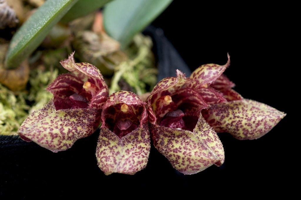 Мініатюрна орхідея bulbophyllum frostii