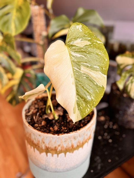 Monstera Thai w typie Creme Brulee - rosnący dół