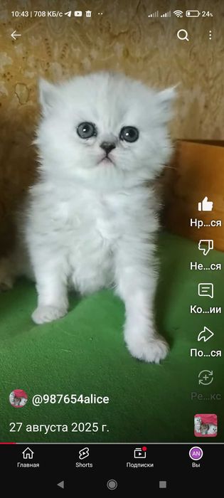 Котёнок серебристая шиншилла белый