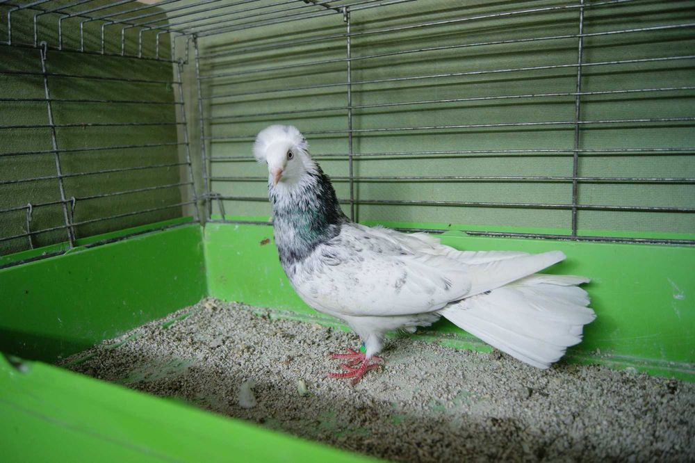 Gdański Sokół z rok.25