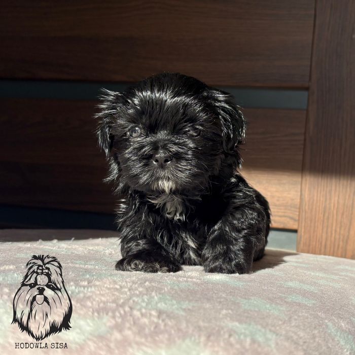 Shih Tzu czarna suczka gen czekoladowy i niebieski