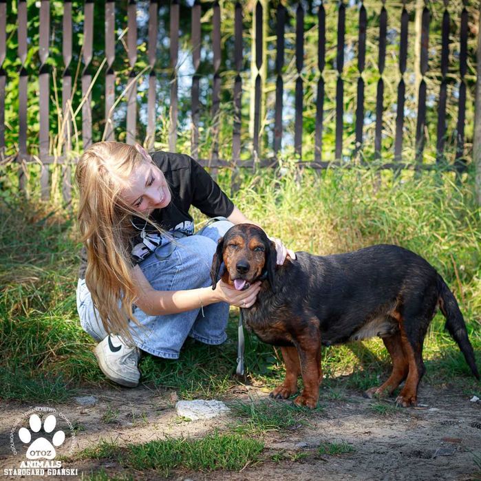 Piękna, spokojna suczka do adopcji