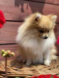 Pomeranian mini dziewczynka tricolor