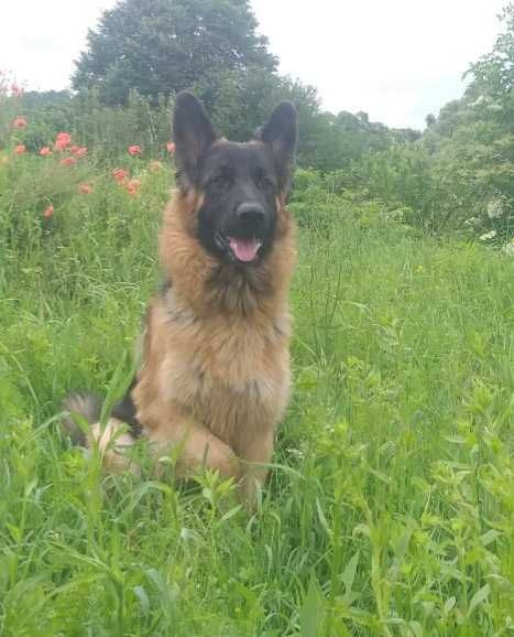 Вязка німецька вівчарка д/ш (кобель)