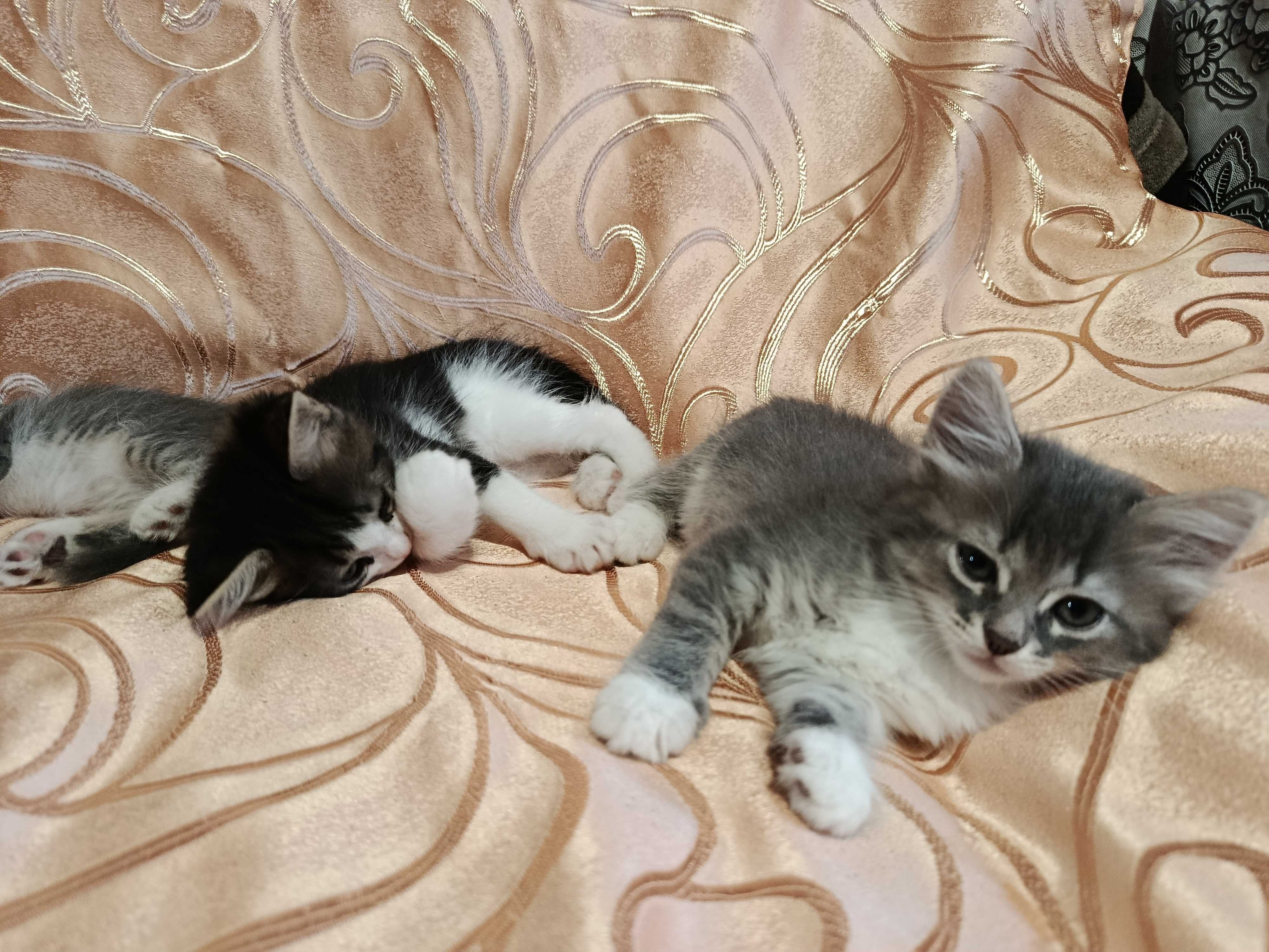 Кошенята в добрі руки