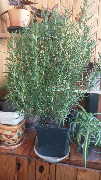 Розмарин в горщиках