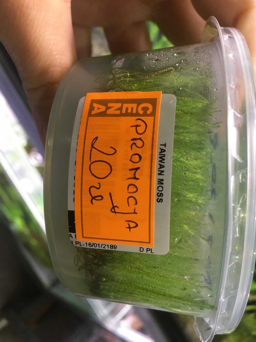 Gałęzatka kulista,Mech Christmas,Spiky,Weeping,Flame - TINA ZOO ZABRZE