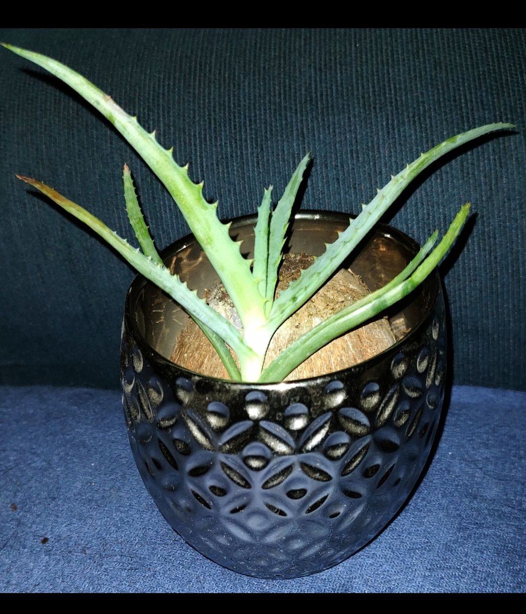 Aloes - sadzonka