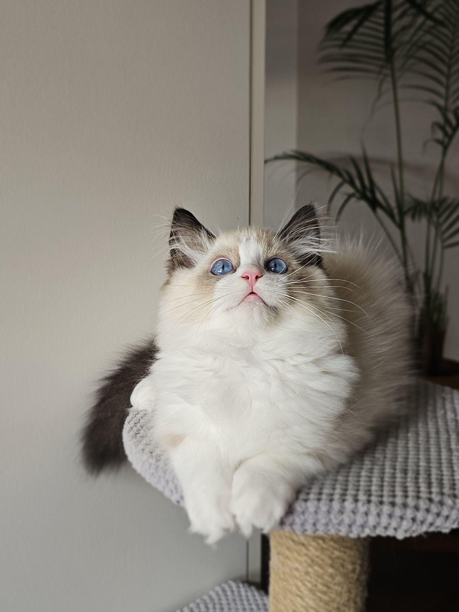 Ragdoll kocurek na kolanka