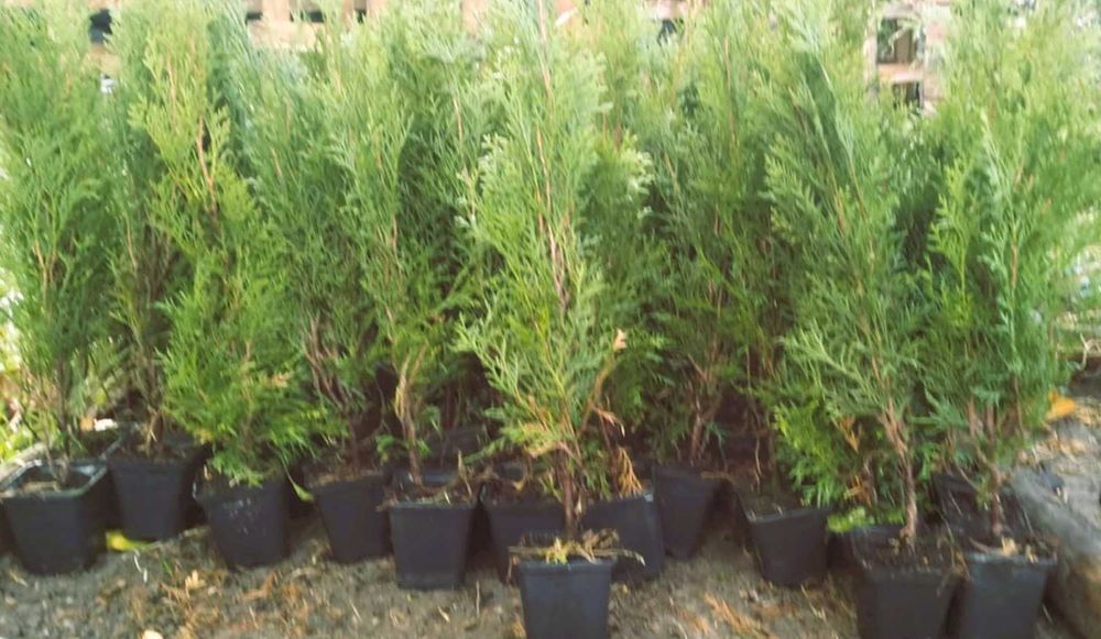 Tuje szmaragd w doniczce 50-60 cm 4 zł