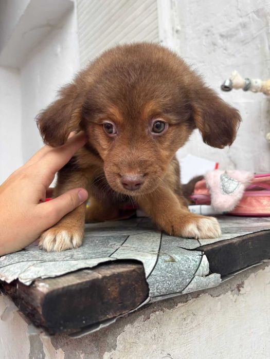 9 Meninas Para Adoção