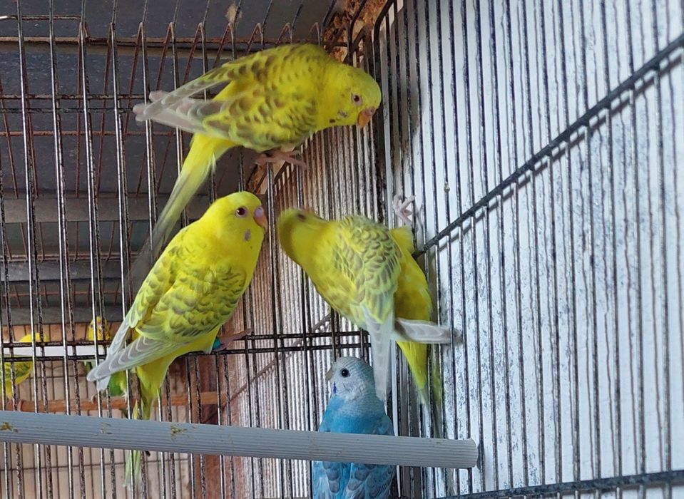 Periquitos fallow e alecrins