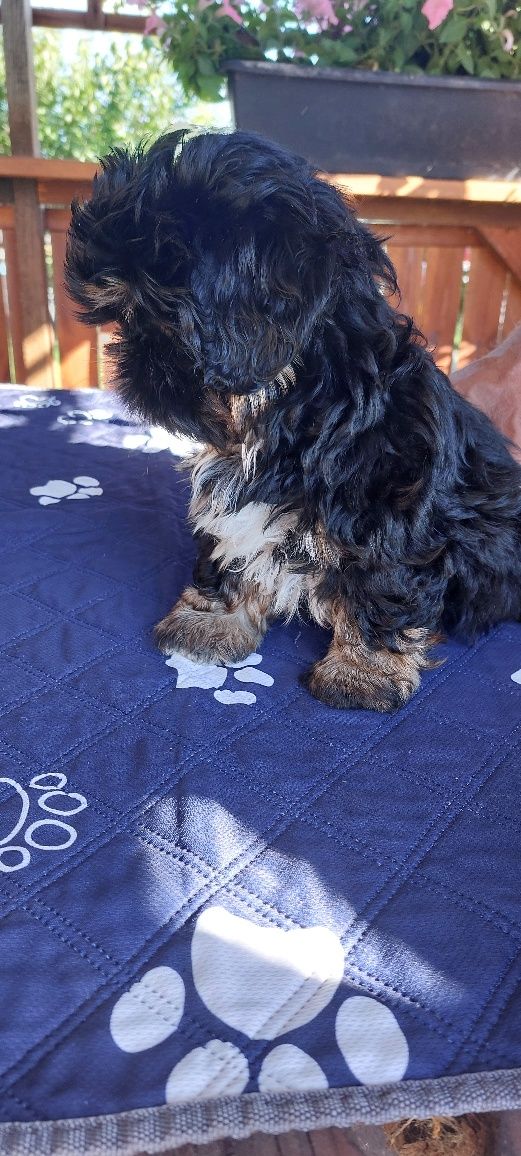 Shih-tzu sliczny chlopak