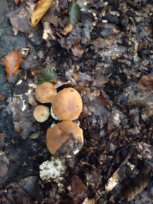 Borowik szlachetny suszony