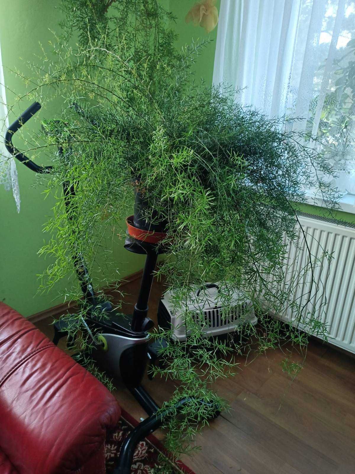 Sprzedam Aparagus