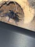 Lasiocyano ( ex. Pterinopelma) Sazimai  z faunarium