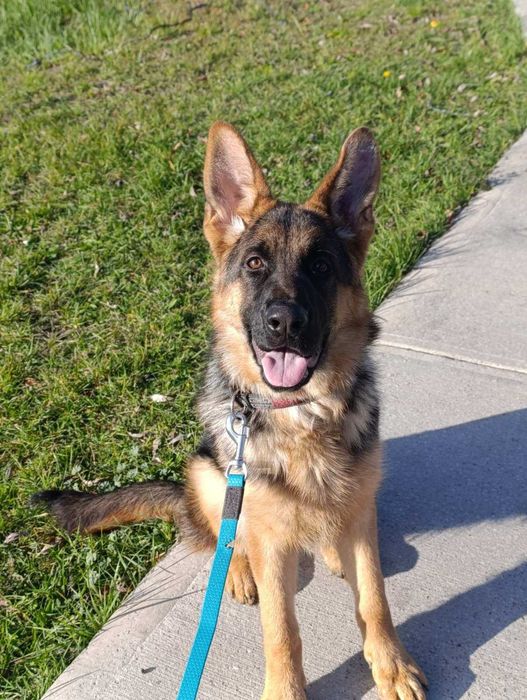 Дівчинка німецької вівчарки 6 міс КСУ