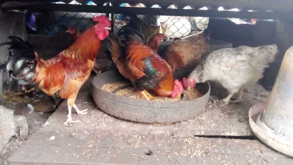 Продам молодых курочек